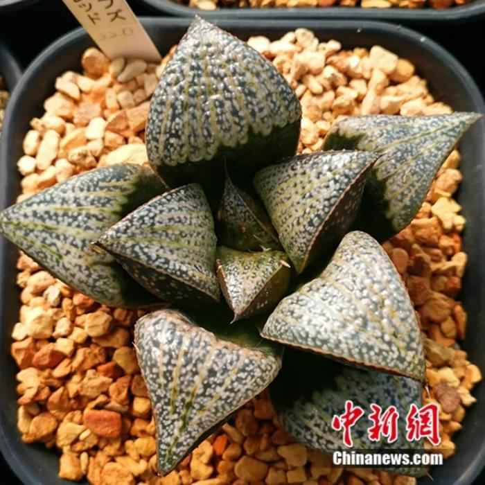 ���������һҳ