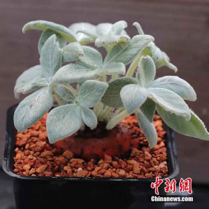 ���������һҳ