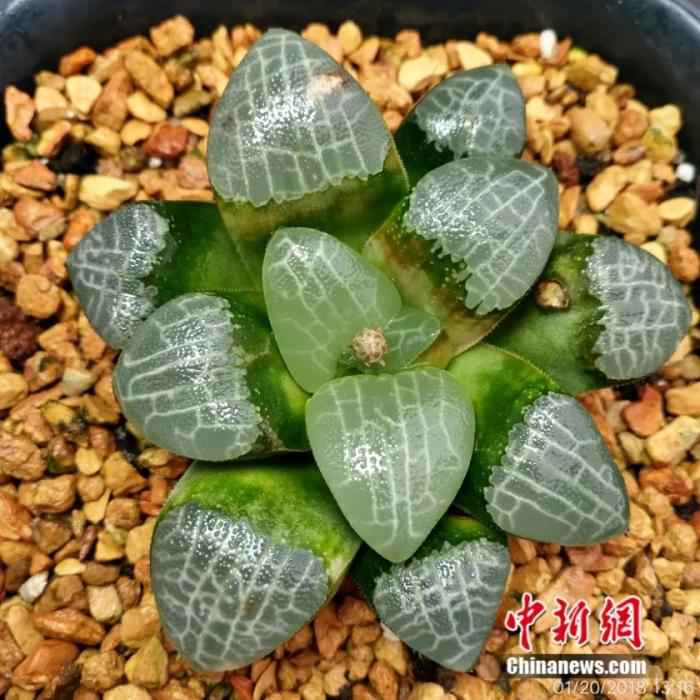 ���������һҳ