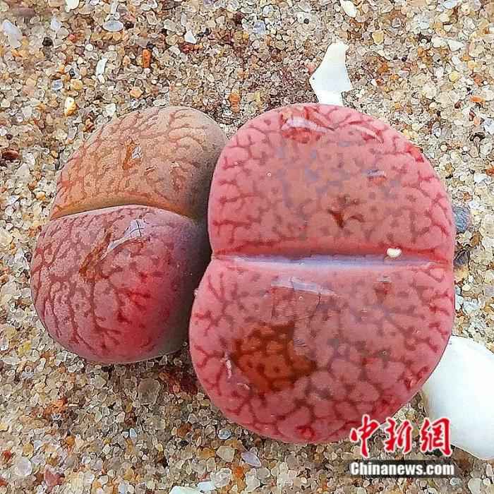 ���������һҳ