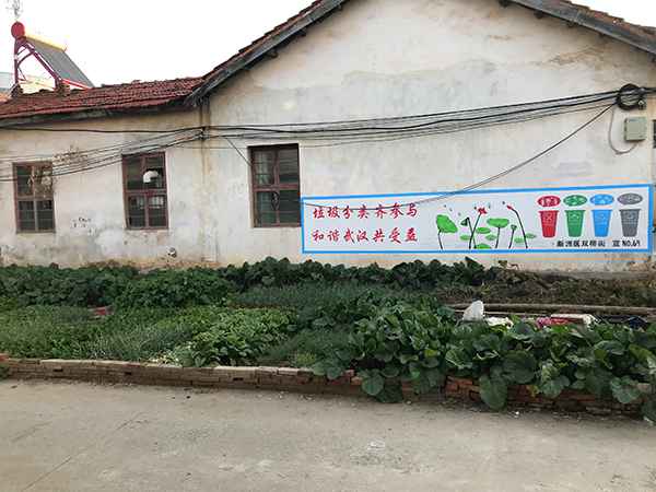 萝卜闹剧:3000余人拔掉120万斤萝卜 老农损失21万