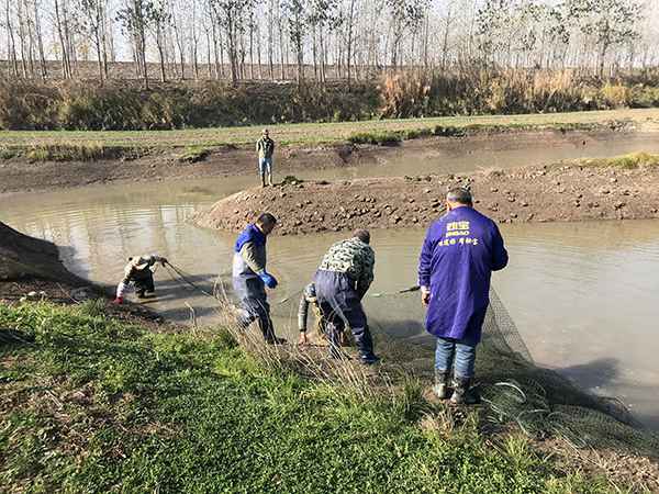 萝卜闹剧:3000余人拔掉120万斤萝卜 老农损失21万