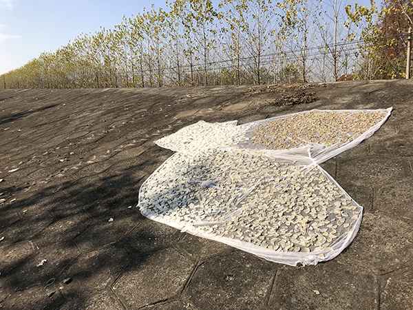 萝卜闹剧:3000余人拔掉120万斤萝卜 老农损失21万