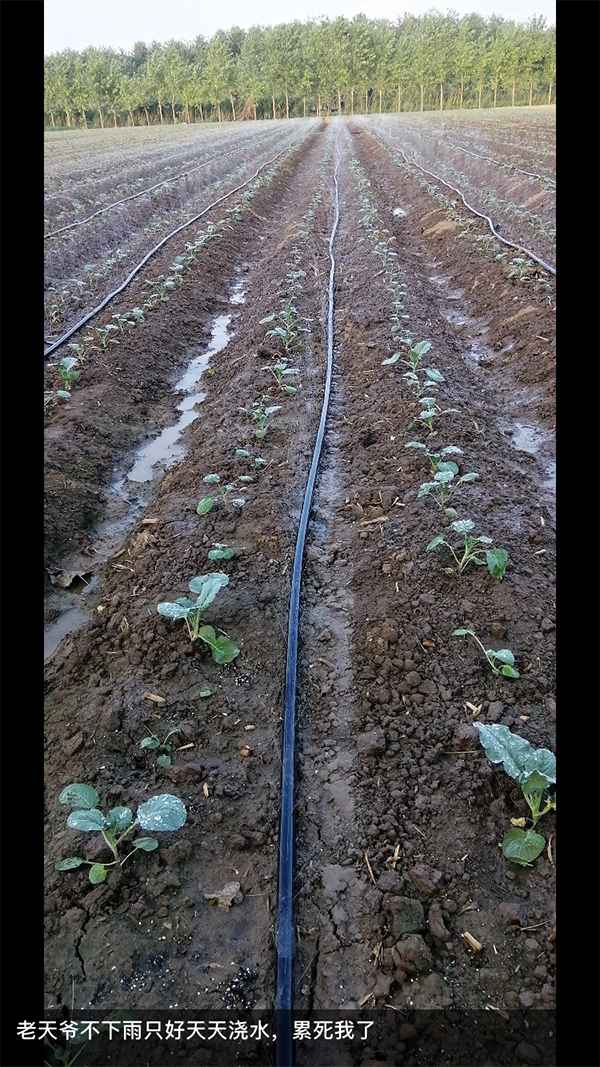 萝卜闹剧:3000余人拔掉120万斤萝卜 老农损失21万