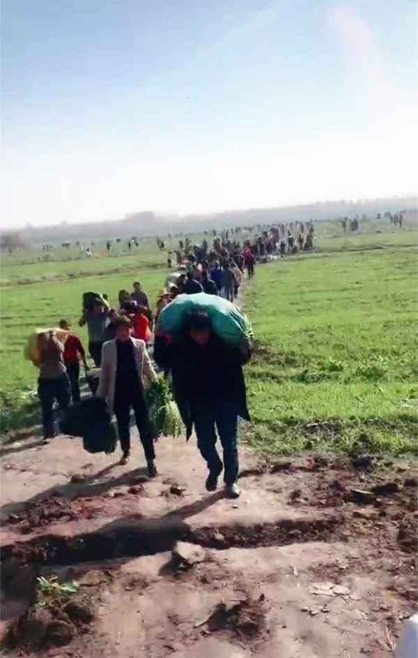 萝卜闹剧:3000余人拔掉120万斤萝卜 老农损失21万