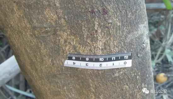 �����������ֳ���ȡ��Ѫ����